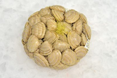 Almeja Chirla