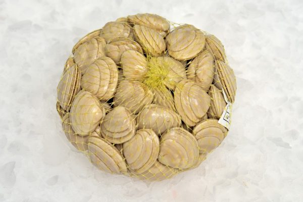 Almeja Chirla