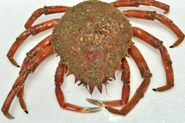 peixexpres-productos-centollo-cantabrico-1