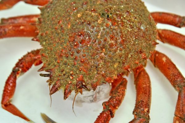 peixexpres-productos-centollo-cantabrico-2