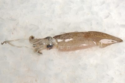 Chipirón