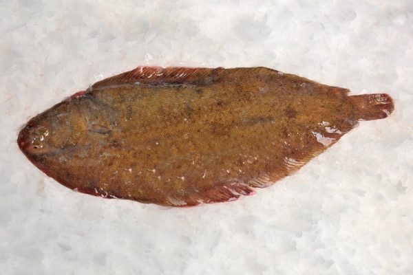 Lenguado salvaje