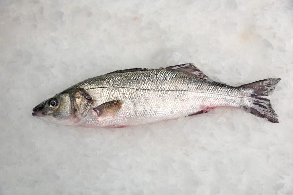 Lubina salvaje