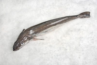 Merluza del pincho de Burela