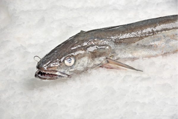 Merluza del pincho de Burela - Imagen 2