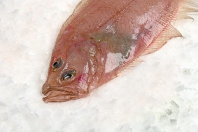 Rapante o gallo