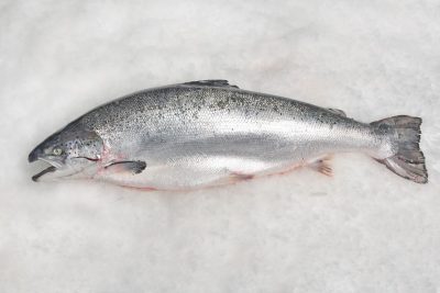 Salmón noruego