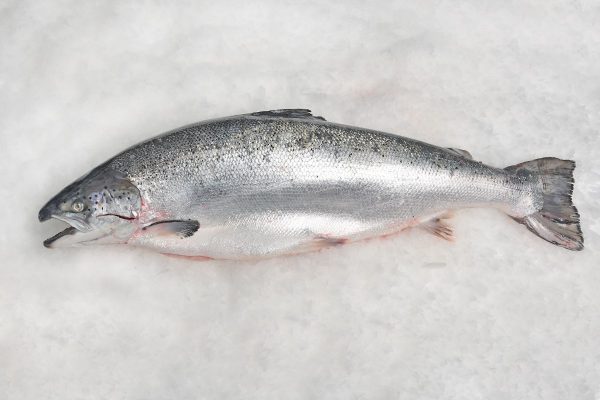 Salmón noruego
