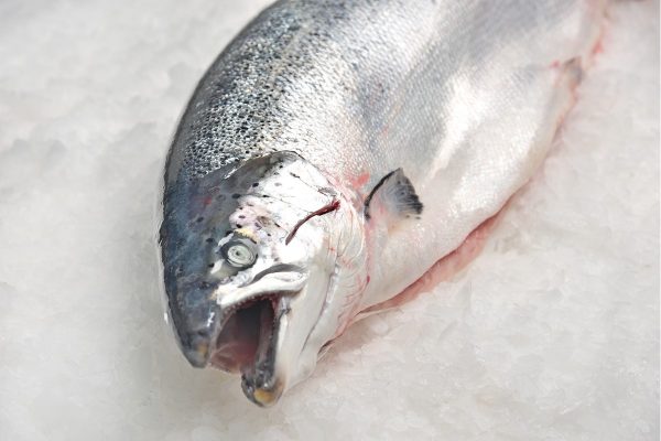 Salmón noruego - Imagen 2