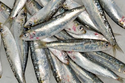 Sardinilla o xouba