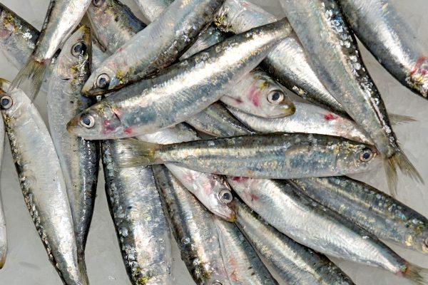 Sardinilla o xouba